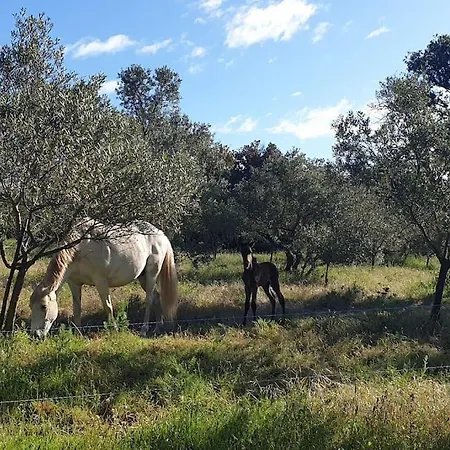 Villa Mas Provencal De Charme Au Milieu Des Oliviers Boisseron