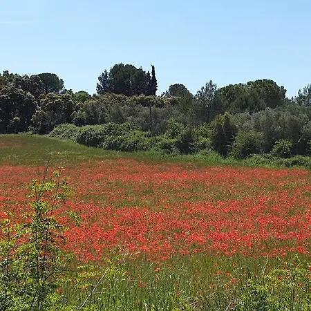 Mas Provencal De Charme Au Milieu Des Oliviers Boisseron