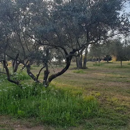 Mas Provencal De Charme Au Milieu Des Oliviers * Boisseron