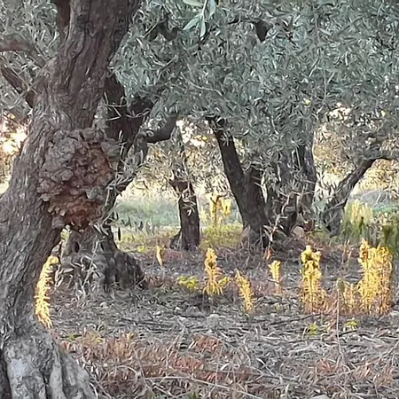 Mas Provencal De Charme Au Milieu Des Oliviers *