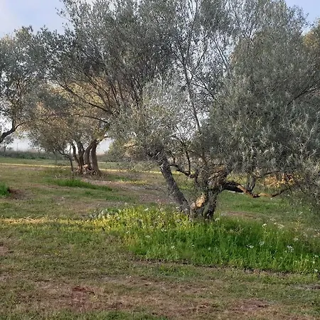 Mas Provencal De Charme Au Milieu Des Oliviers 别墅 Boisseron