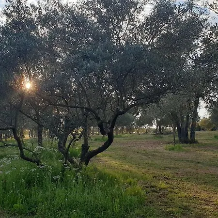 Villa Mas Provencal De Charme Au Milieu Des Oliviers Boisseron